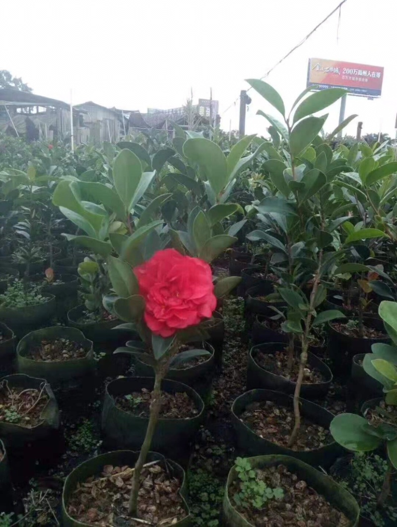 广东高州茶花苗：大量有货．需要大量的联系我．可代办