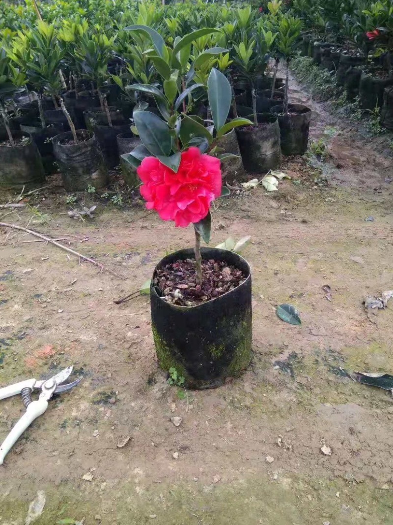 广东高州茶花苗：大量有货．需要大量的联系我．可代办