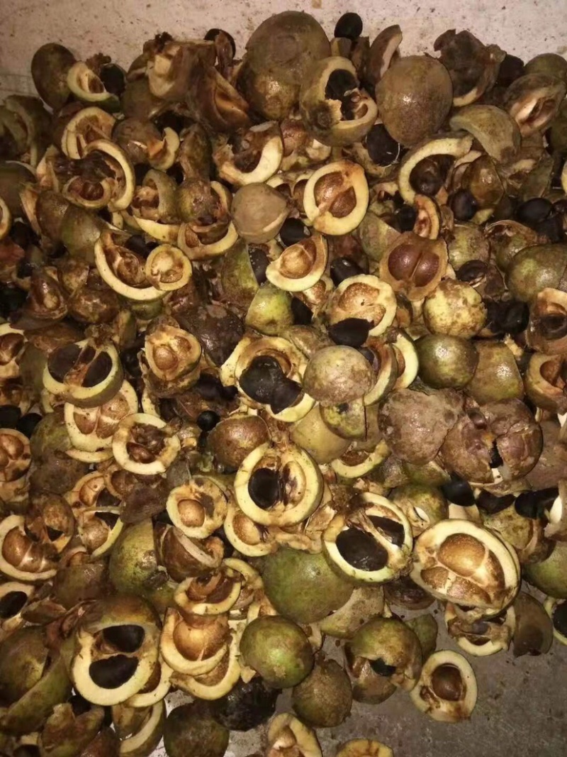 广东高州茶花苗：大量有货．需要大量的联系我．可代办