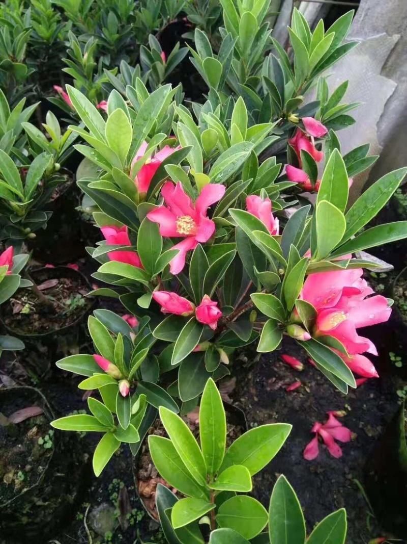 广东高州茶花苗：大量有货．需要大量的联系我．可代办