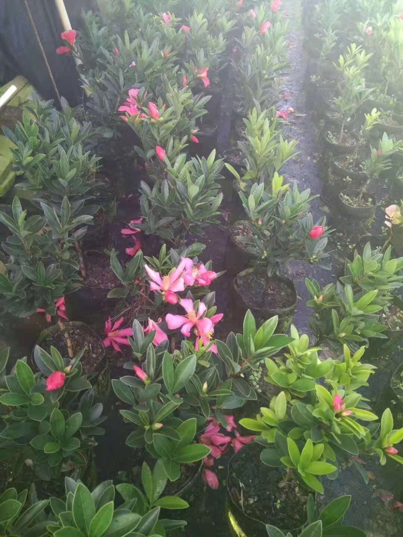 广东高州茶花苗：大量有货．需要大量的联系我．可代办