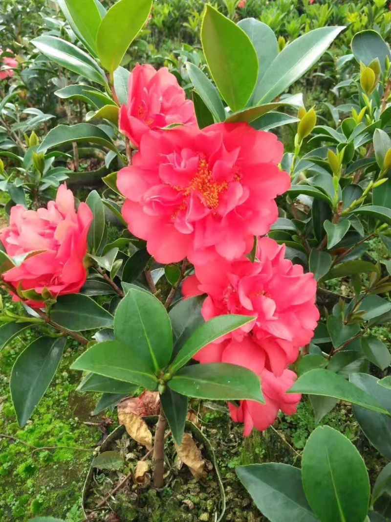 广东高州茶花苗：大量有货．需要大量的联系我．可代办