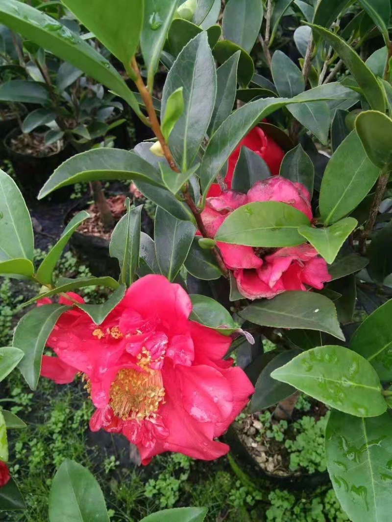 广东高州茶花苗：大量有货．需要大量的联系我．可代办
