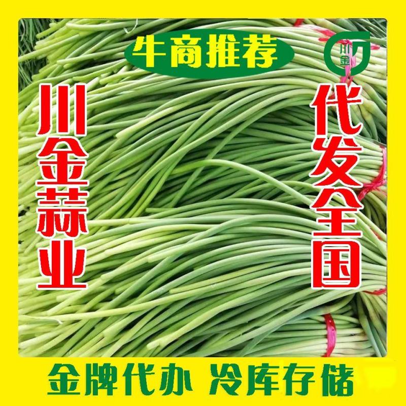优质金乡县蒜薹产地货源诚信服务专业团队购销冷库存储