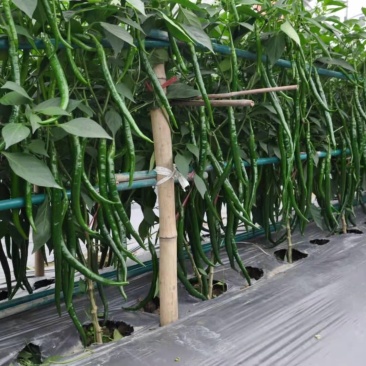 大量供应各种辣椒，8号椒3号线椒52小米椒螺丝椒
