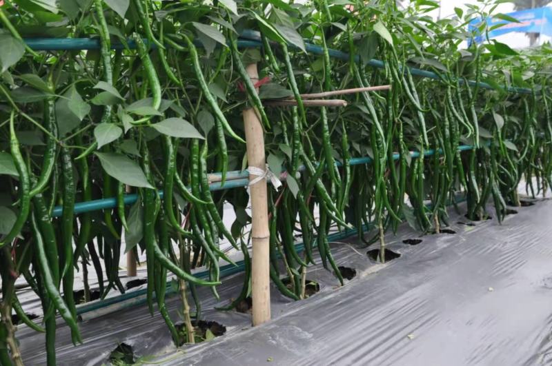 大量供应各种辣椒，8号椒3号线椒52小米椒螺丝椒