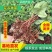 100棵150元包邮云南火龙珠鲜切花卉种苗红相思豆月季花