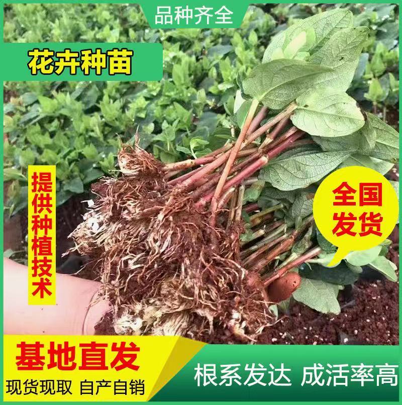 100棵150元包邮云南火龙珠鲜切花卉种苗红相思豆月季花
