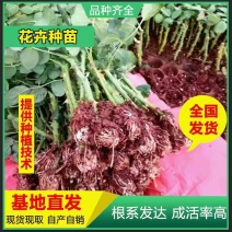 基地直供云南昆明大花四季玫瑰苗切花卡罗拉月季花苗园林绿化