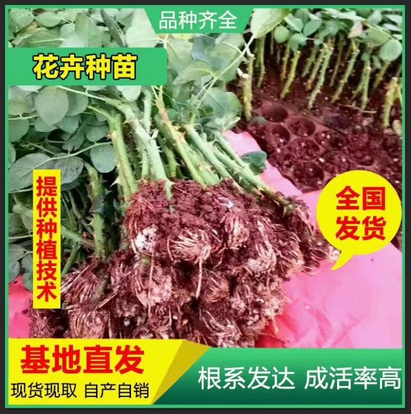 基地直供云南昆明大花四季玫瑰苗切花卡罗拉月季花苗园林绿化