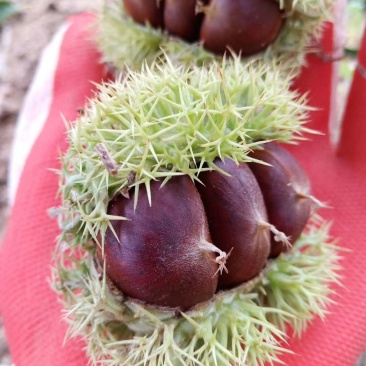 富硒板栗