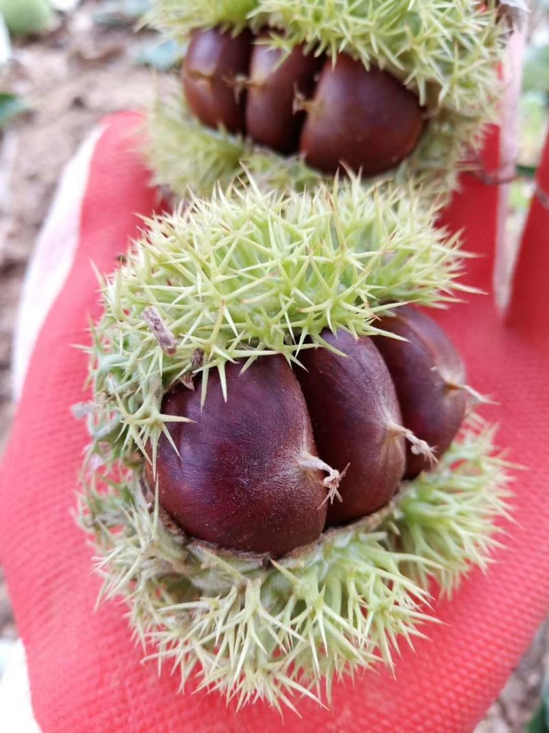 富硒板栗