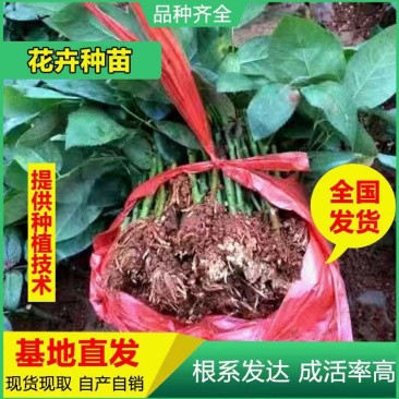 基地直供云南昆明斗南玫瑰苗庭院阳台绿植花卉小苗