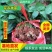 基地直供云南昆明斗南玫瑰苗庭院阳台绿植花卉小苗
