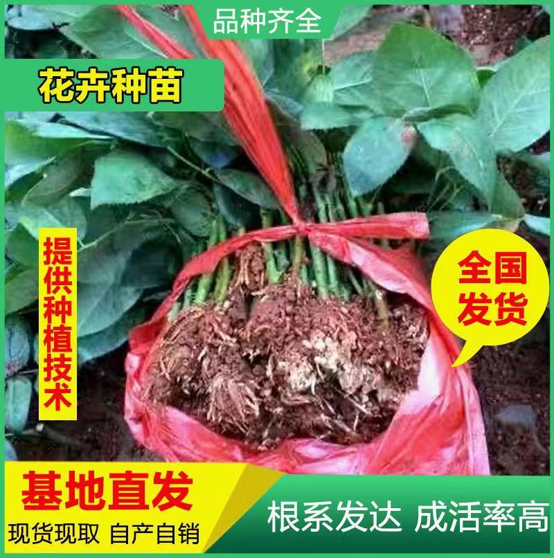基地直供云南昆明斗南玫瑰苗庭院阳台绿植花卉小苗