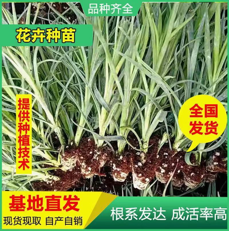 基地直供云南昆明斗南康乃馨花苗康乃馨种苗鲜切花种苗