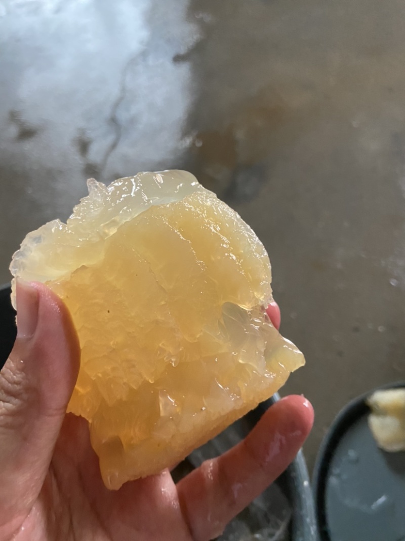 菊花海蜇头，菊花头海蜇头，墨西哥，酒店市场，大量走货