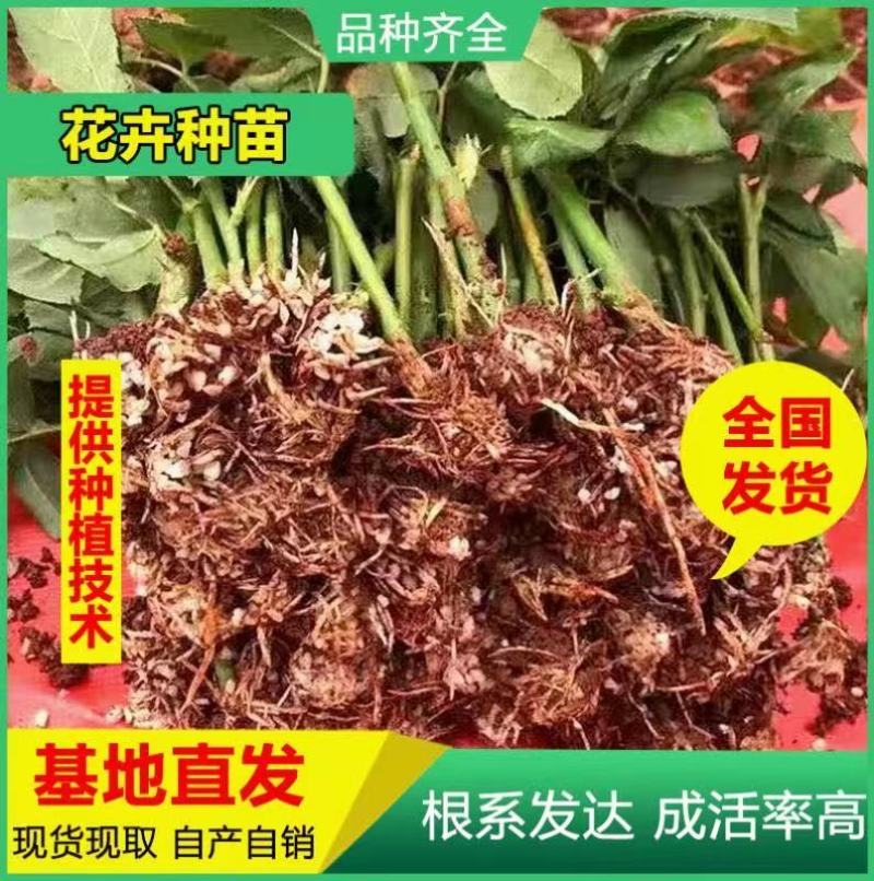 云南斗南花卉小苗法国红玫瑰种苗又叫法兰西月季花苗四季开花