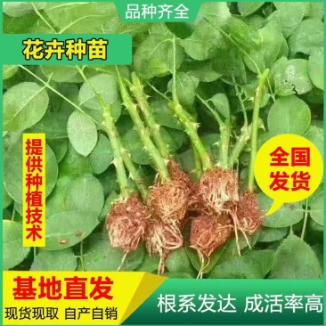 斗南基地直发大花月季苗四季开花庭院阳台绿植量大从优