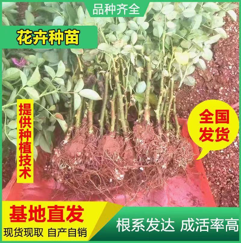 基地直供云南昆明斗南金边大马士革滇红墨红食用玫瑰小苗