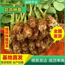 基地直供云南昆明斗南四季玫瑰苗裸根小苗庭院阳台观当年开花