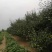 白酥梨皮薄水份多蜜甜自家果园