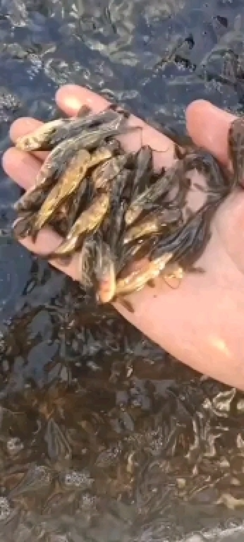 黄辣丁，基地直供，大水面培育，无病无伤，规格匀称，饲料训