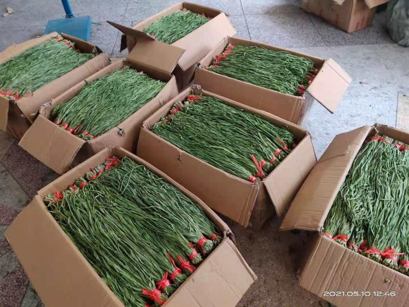 【火锅，水泡菜厂】贡菜产地直销，长期供货全国市场