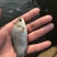 鲫鱼