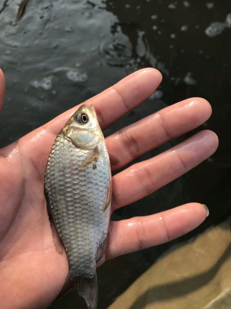 鲫鱼