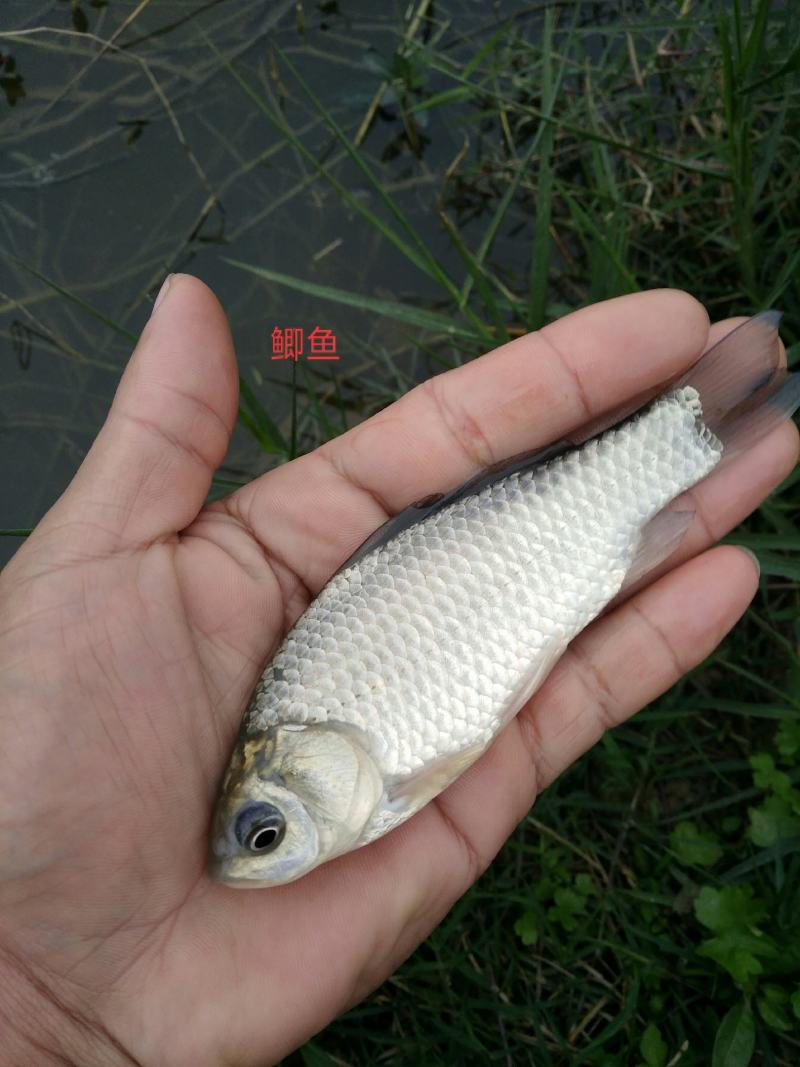 鲫鱼