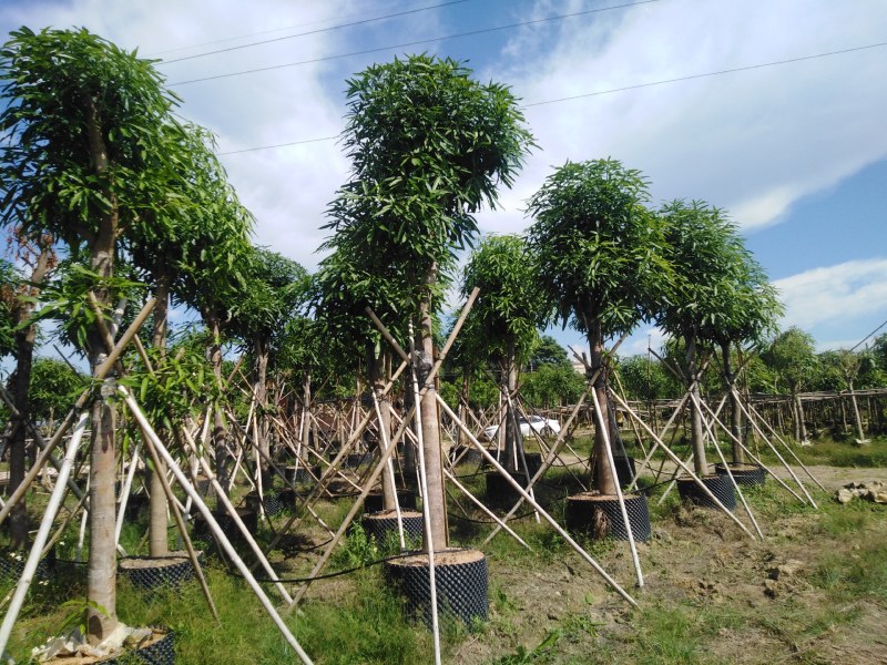大量处理假植扁桃树6到18公分