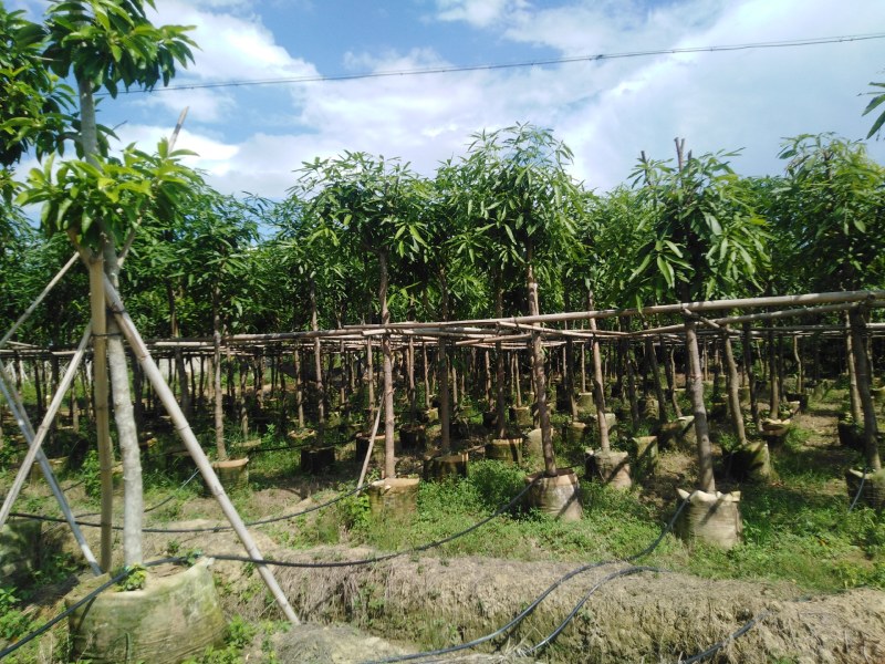大量处理假植扁桃树6到18公分