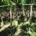 大量处理假植扁桃树6到18公分