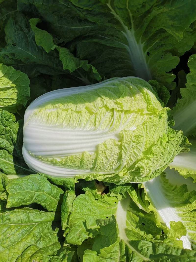 黄心大白菜