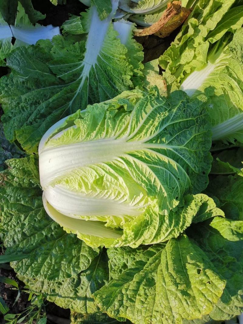 黄心大白菜