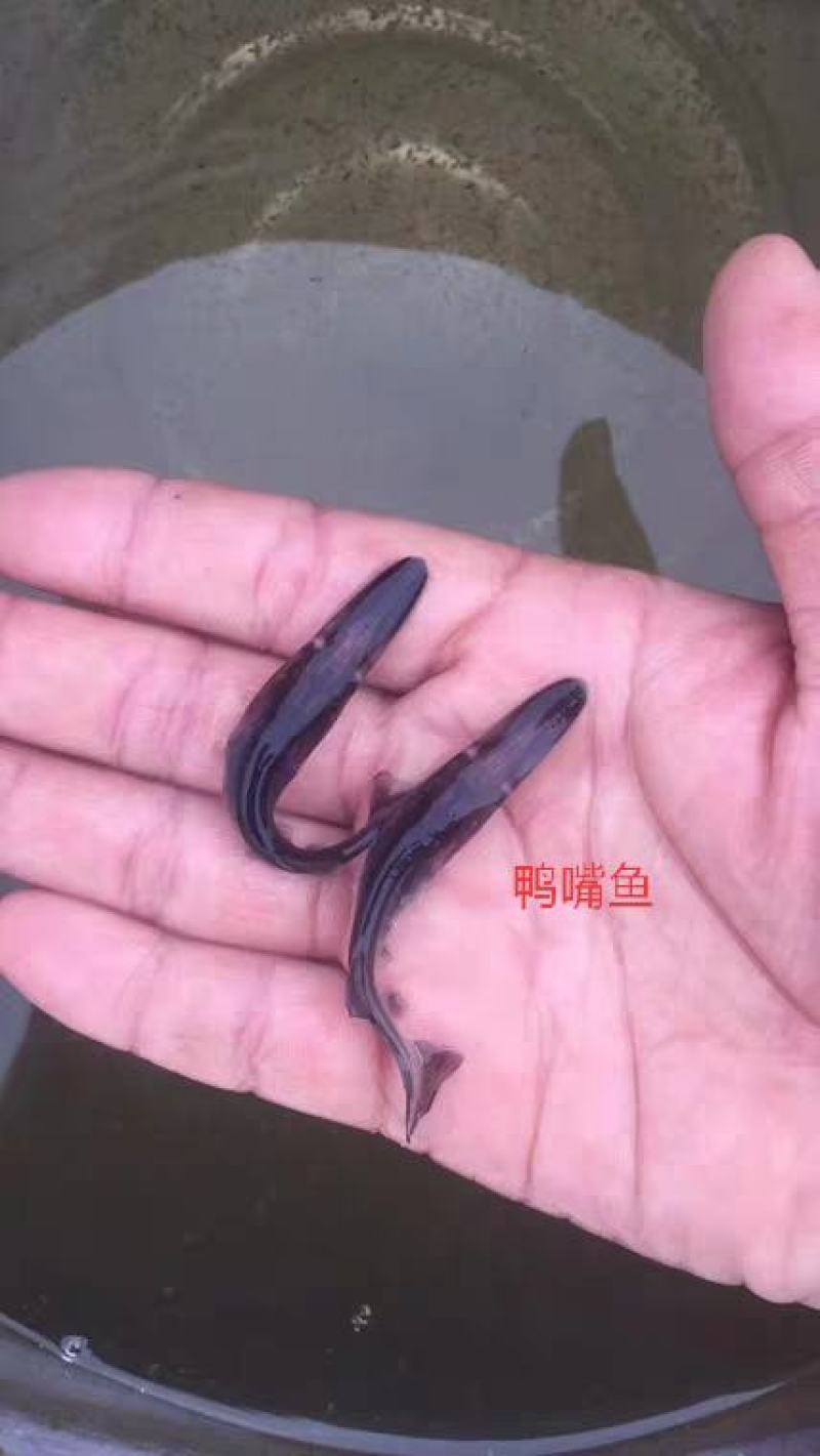 鸭嘴鱼，基地直供，无病无伤，规格匀称，大水面培育，高密度