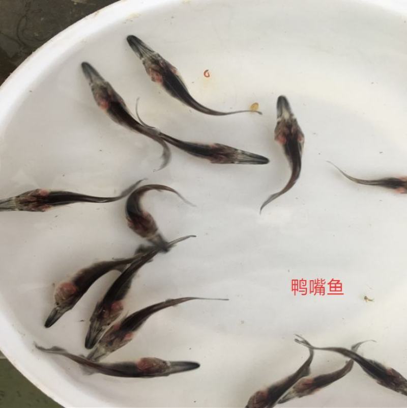 鸭嘴鱼，基地直供，无病无伤，规格匀称，大水面培育，高密度