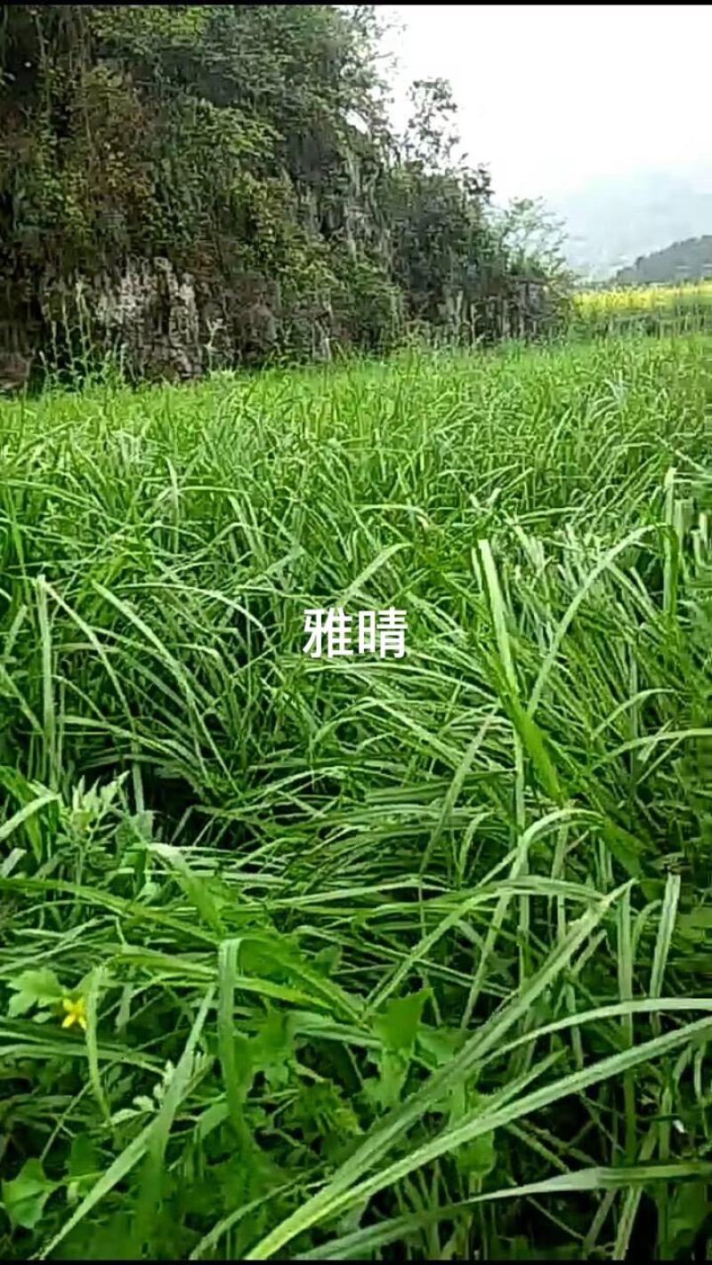 进口品种雅晴高产型多年生黑麦草种子叶量大质地柔软可青贮