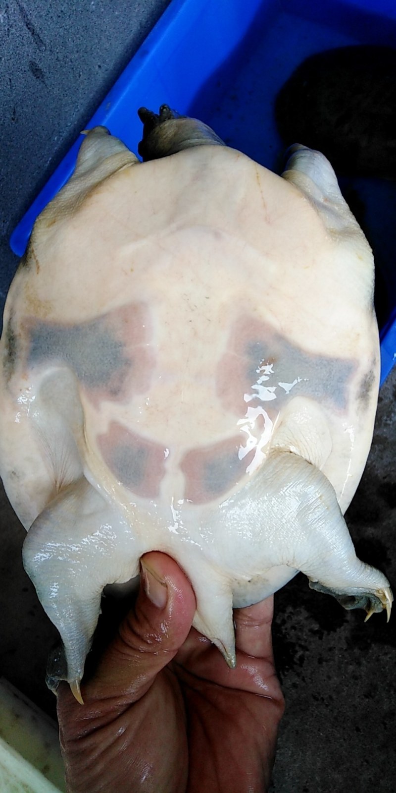 河沟小甲鱼