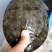 河沟小甲鱼