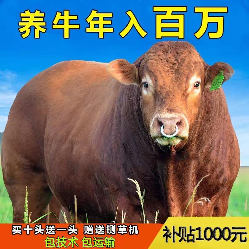 推荐【鲁西黄牛牛犊】小黄牛肉牛犊牛苗包健康包成活包回收