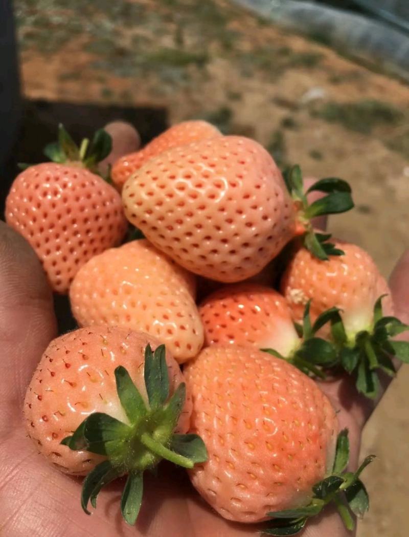 白雪公主草莓苗淡雪草莓苗天使8号桃熏赏雪白草莓苗