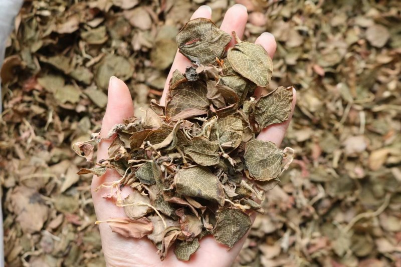 纯叶金线莲叶片大特级红霞金线莲的叶子性价比高