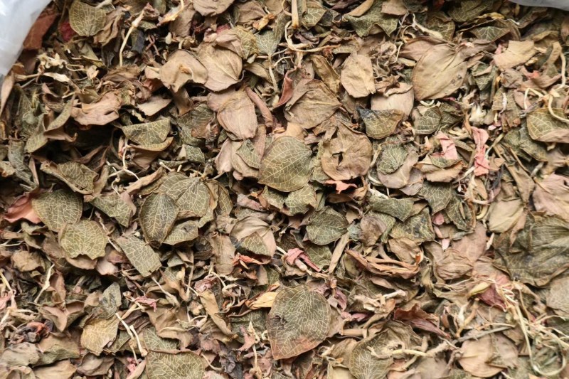 纯叶金线莲叶片大特级红霞金线莲的叶子性价比高