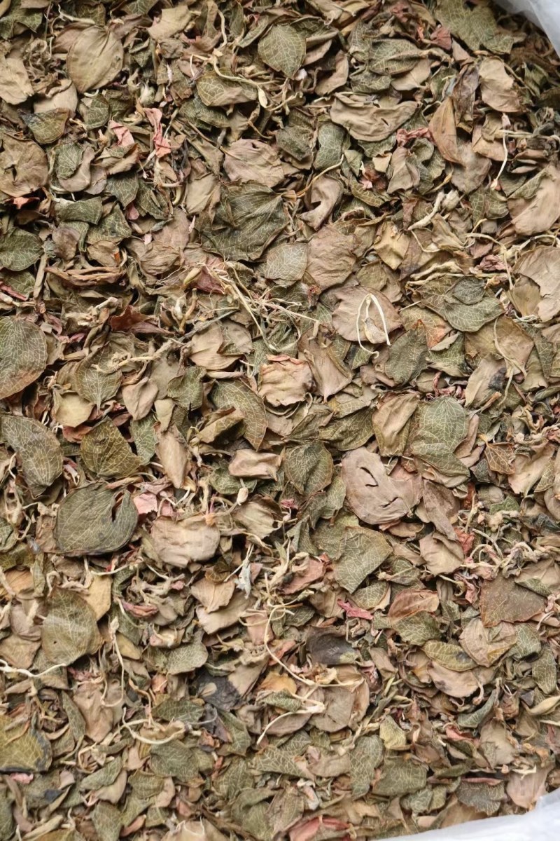 纯叶金线莲叶片大特级红霞金线莲的叶子性价比高
