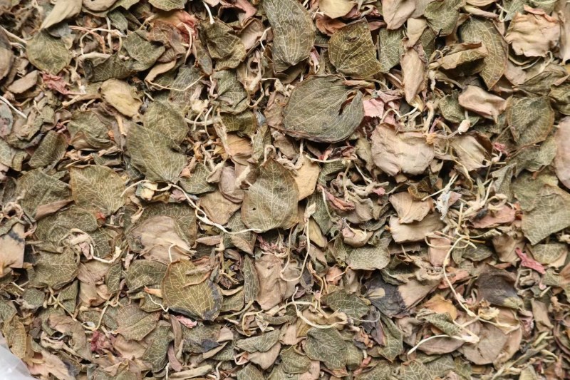 纯叶金线莲叶片大特级红霞金线莲的叶子性价比高