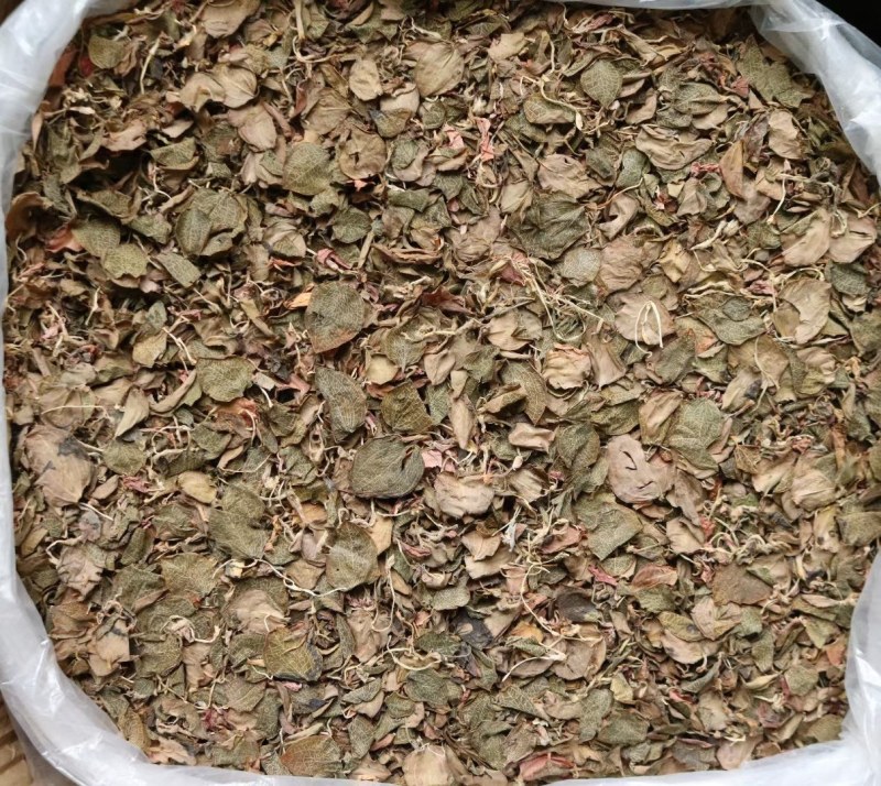 纯叶金线莲叶片大特级红霞金线莲的叶子性价比高