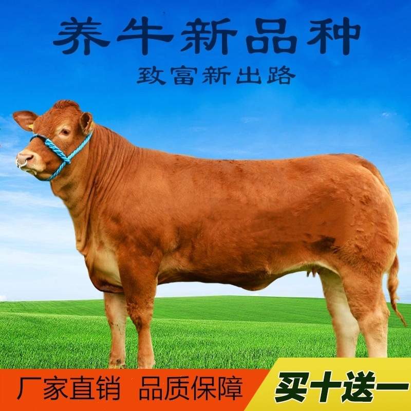 【热销】鲁西黄牛犊牛苗肉牛犊养殖包技术赠送资料