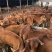 【热销】鲁西黄牛犊牛苗肉牛犊牛仔小黄牛小牛犊